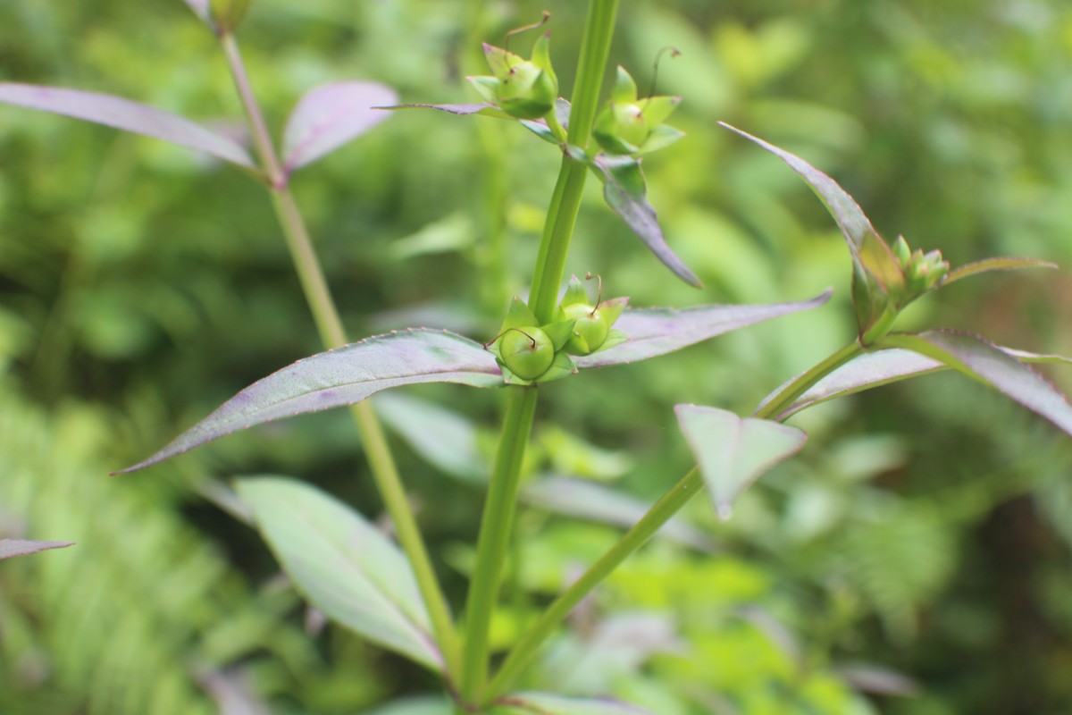 Artanema longifolium (L.) Vatke