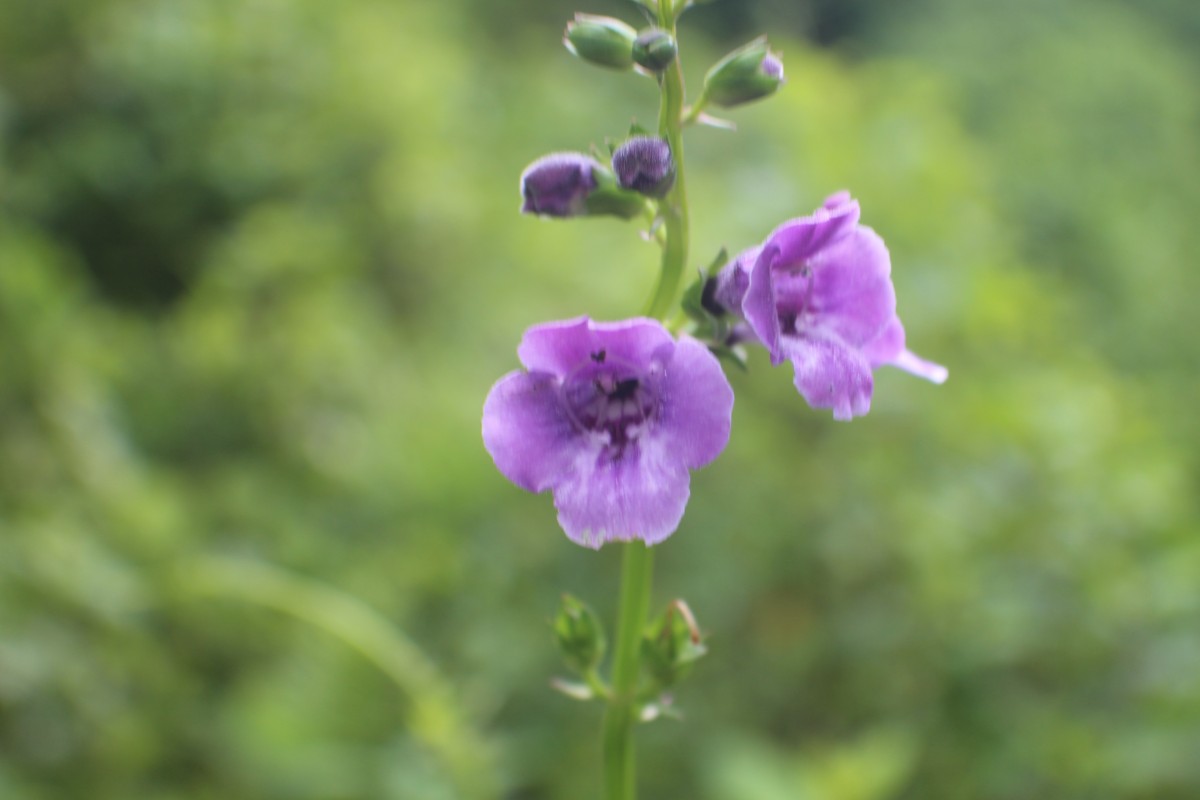 Artanema longifolium (L.) Vatke