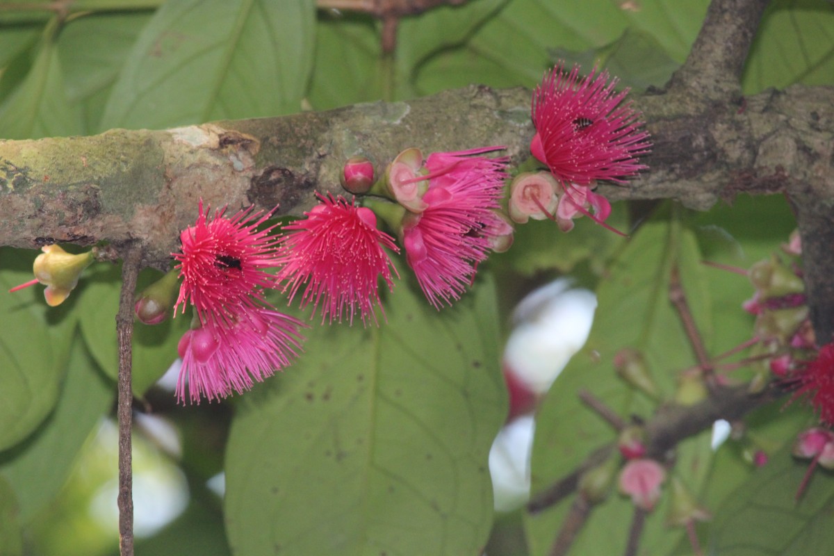 Syzygium malaccense (L.) Merr. & L.M.Perry