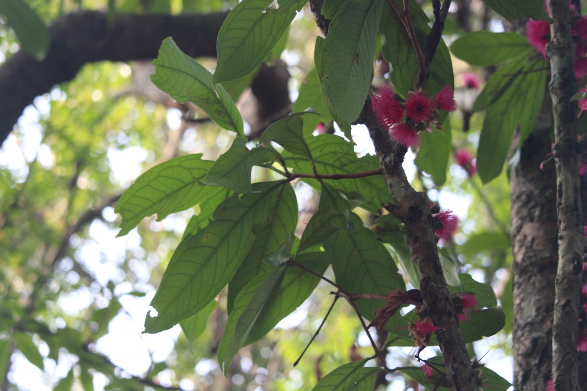 Syzygium malaccense (L.) Merr. & L.M.Perry