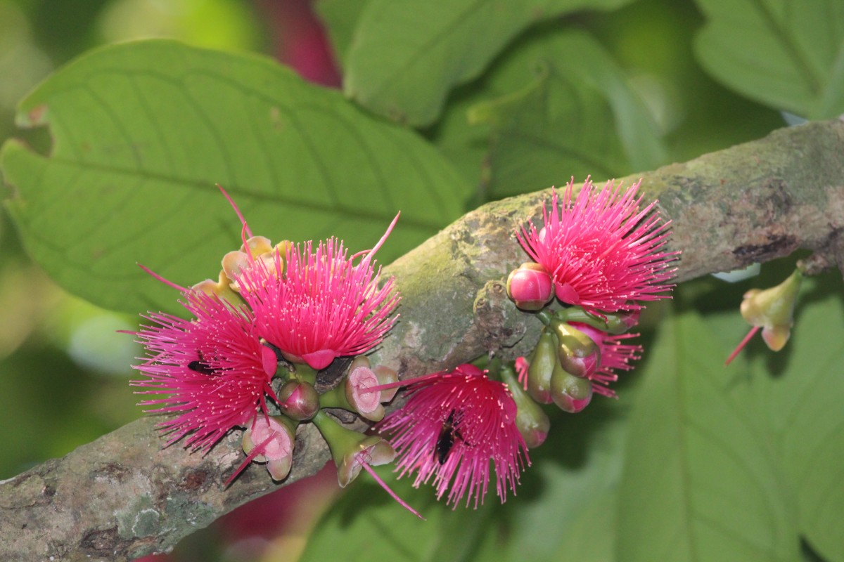 Syzygium malaccense (L.) Merr. & L.M.Perry