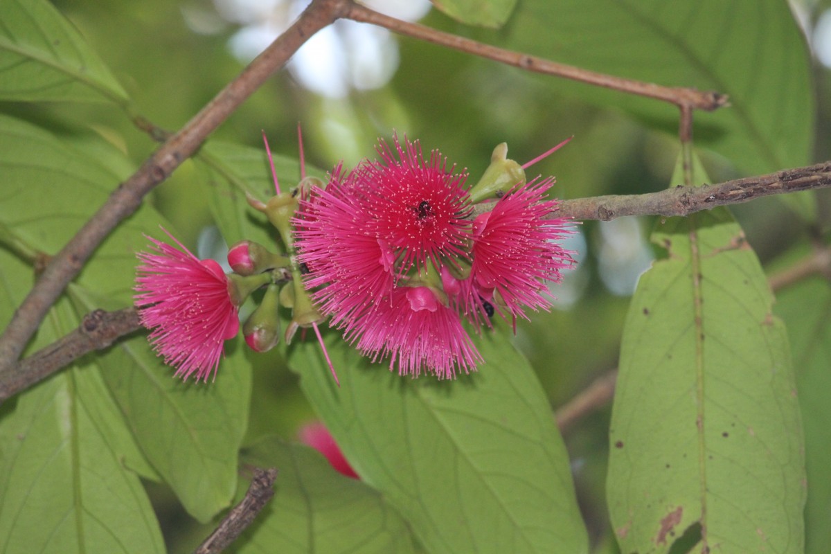 Syzygium malaccense (L.) Merr. & L.M.Perry