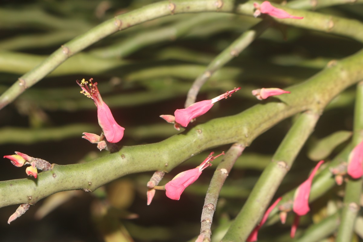 Euphorbia tithymaloides subsp. tithymaloides