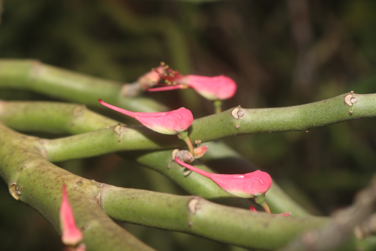 Euphorbia tithymaloides subsp. tithymaloides