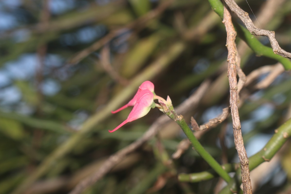 Euphorbia tithymaloides subsp. tithymaloides