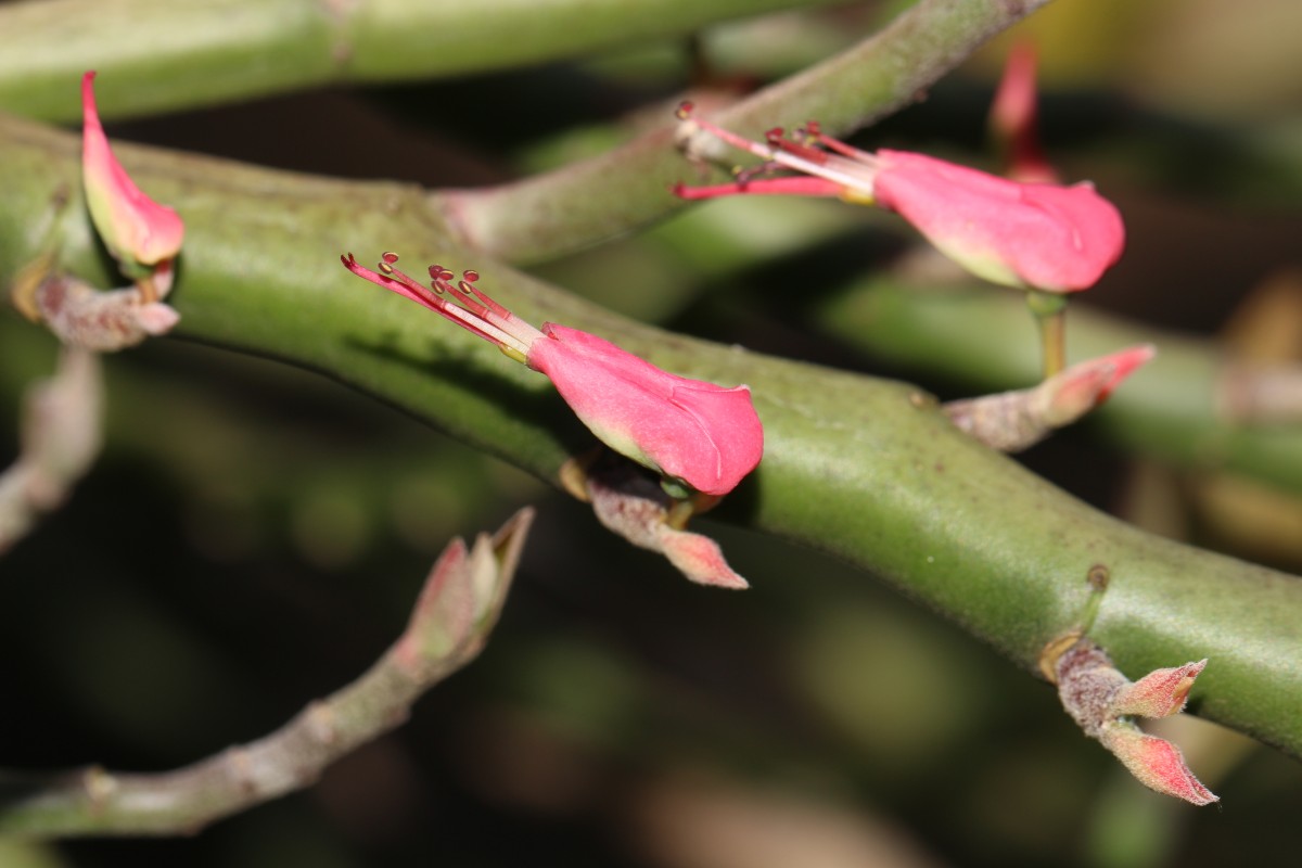 Euphorbia tithymaloides subsp. tithymaloides