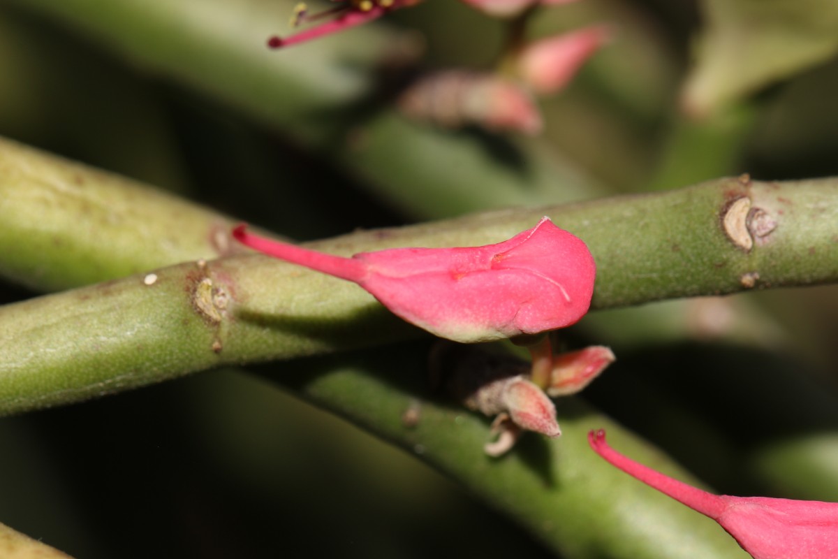 Euphorbia tithymaloides subsp. tithymaloides