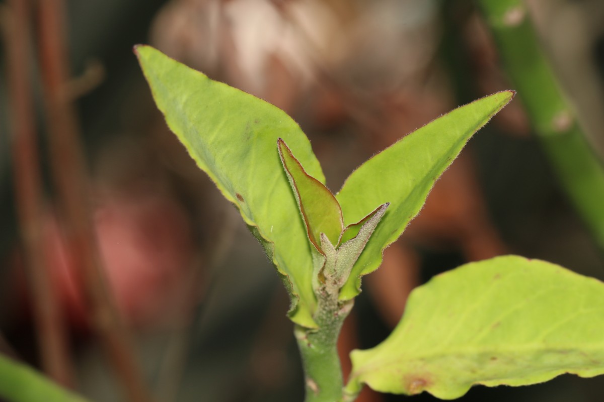 Euphorbia tithymaloides subsp. tithymaloides