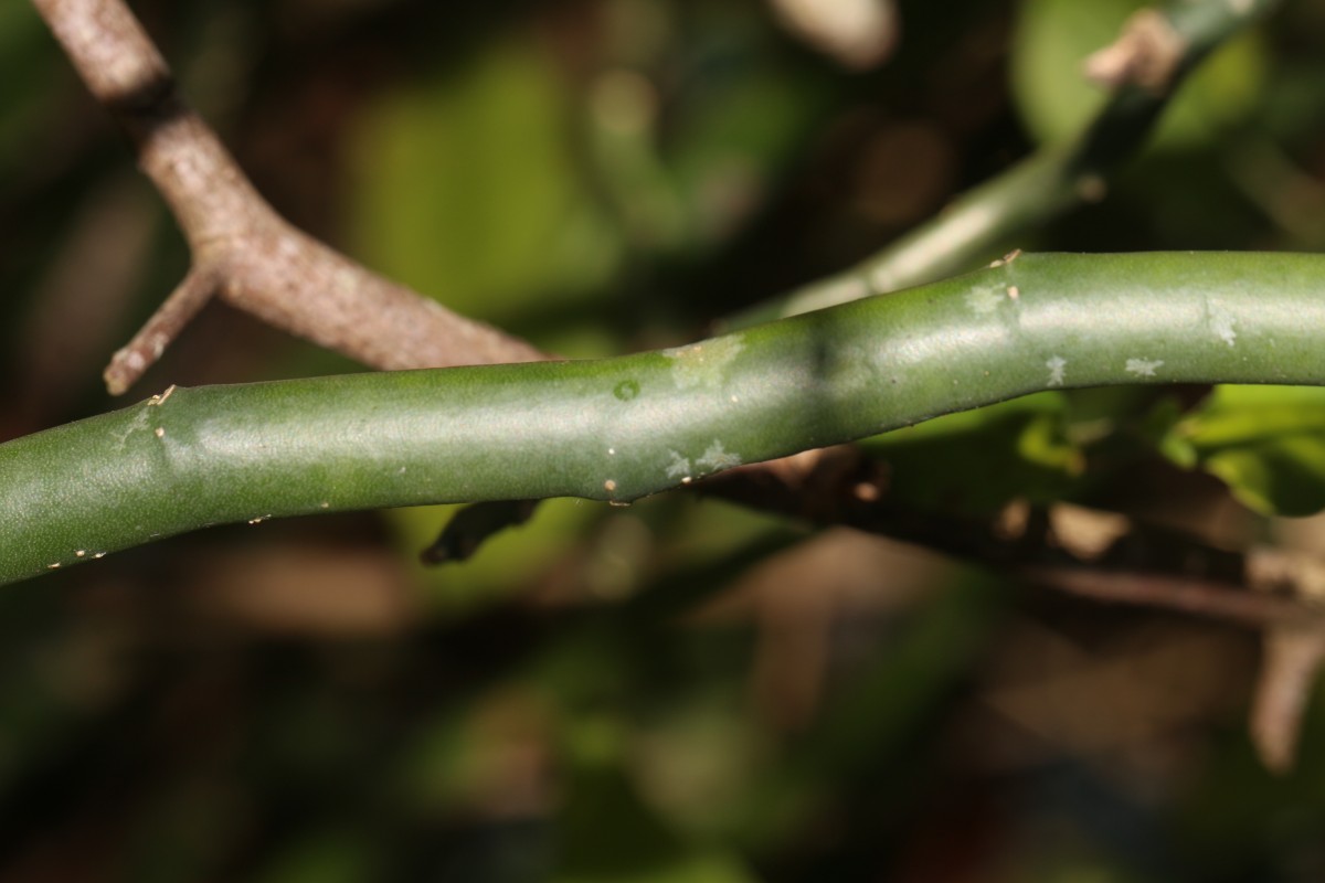 Euphorbia tithymaloides subsp. tithymaloides