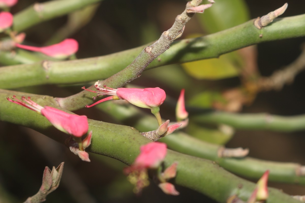 Euphorbia tithymaloides subsp. tithymaloides