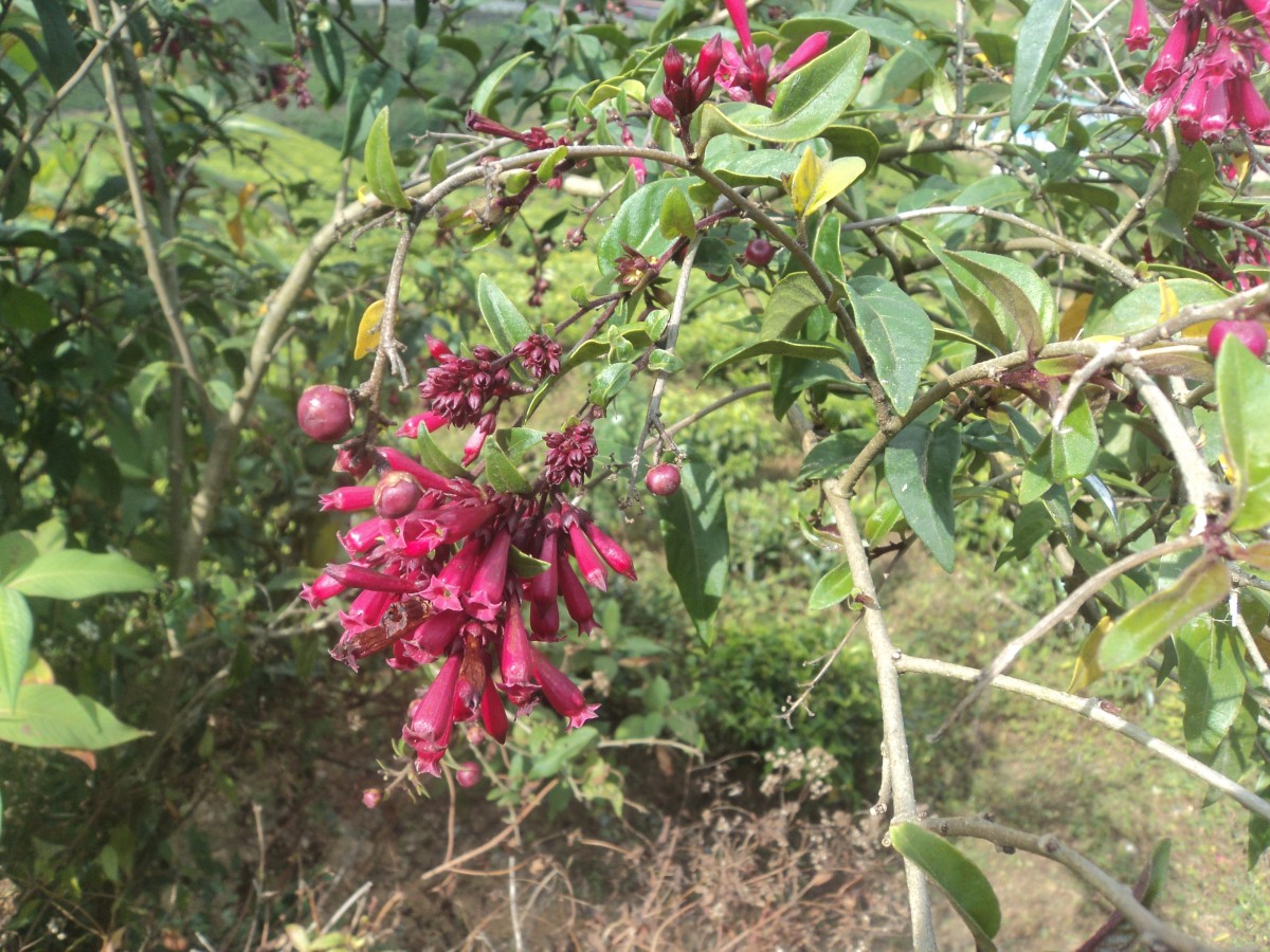 Cestrum elegans (Brongn. ex Neumann) Schltdl.