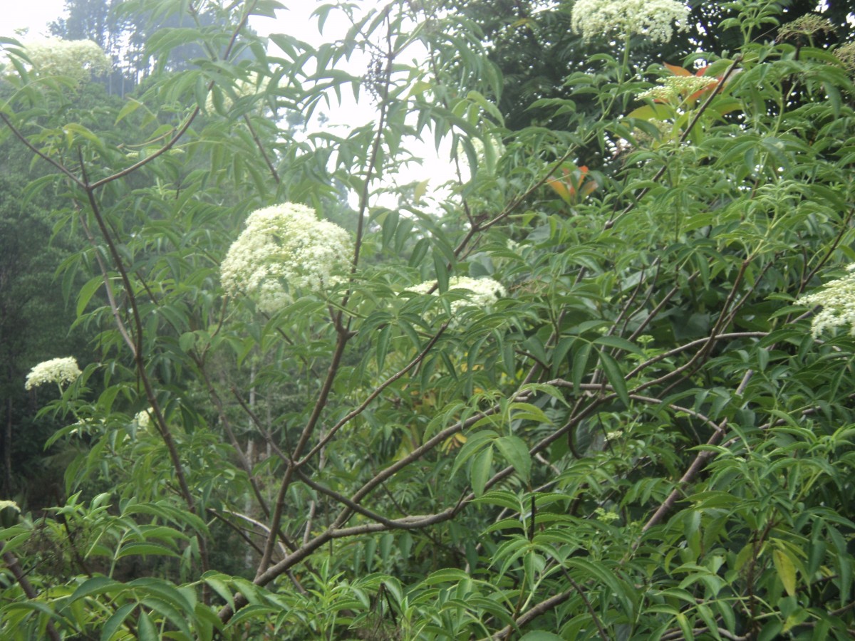 Sambucus javanica subsp. chinensis (Lindl.) Fukuoka