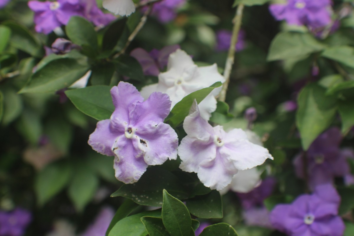 Brunfelsia pauciflora (Cham. & Schltdl.) Benth.