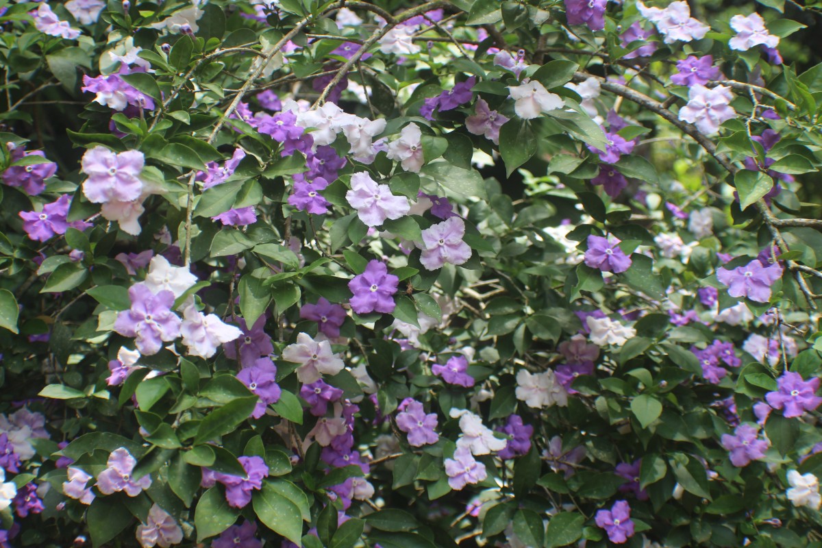 Brunfelsia pauciflora (Cham. & Schltdl.) Benth.