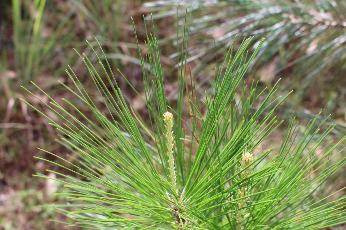 Pinus caribaea Morelet