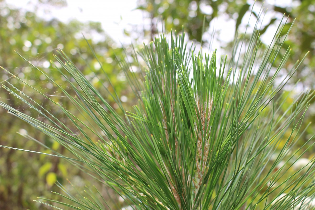 Pinus caribaea Morelet