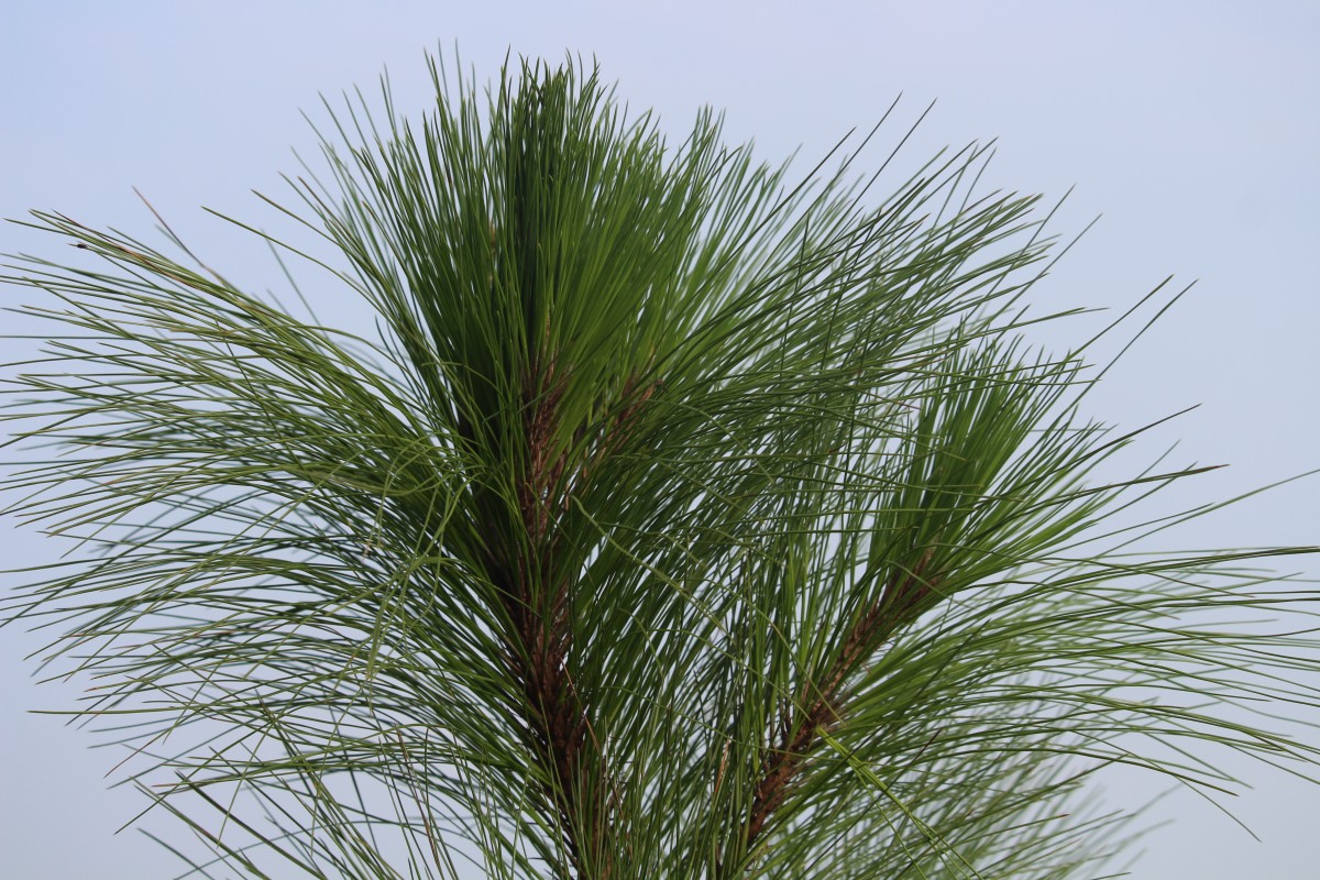 Pinus caribaea Morelet