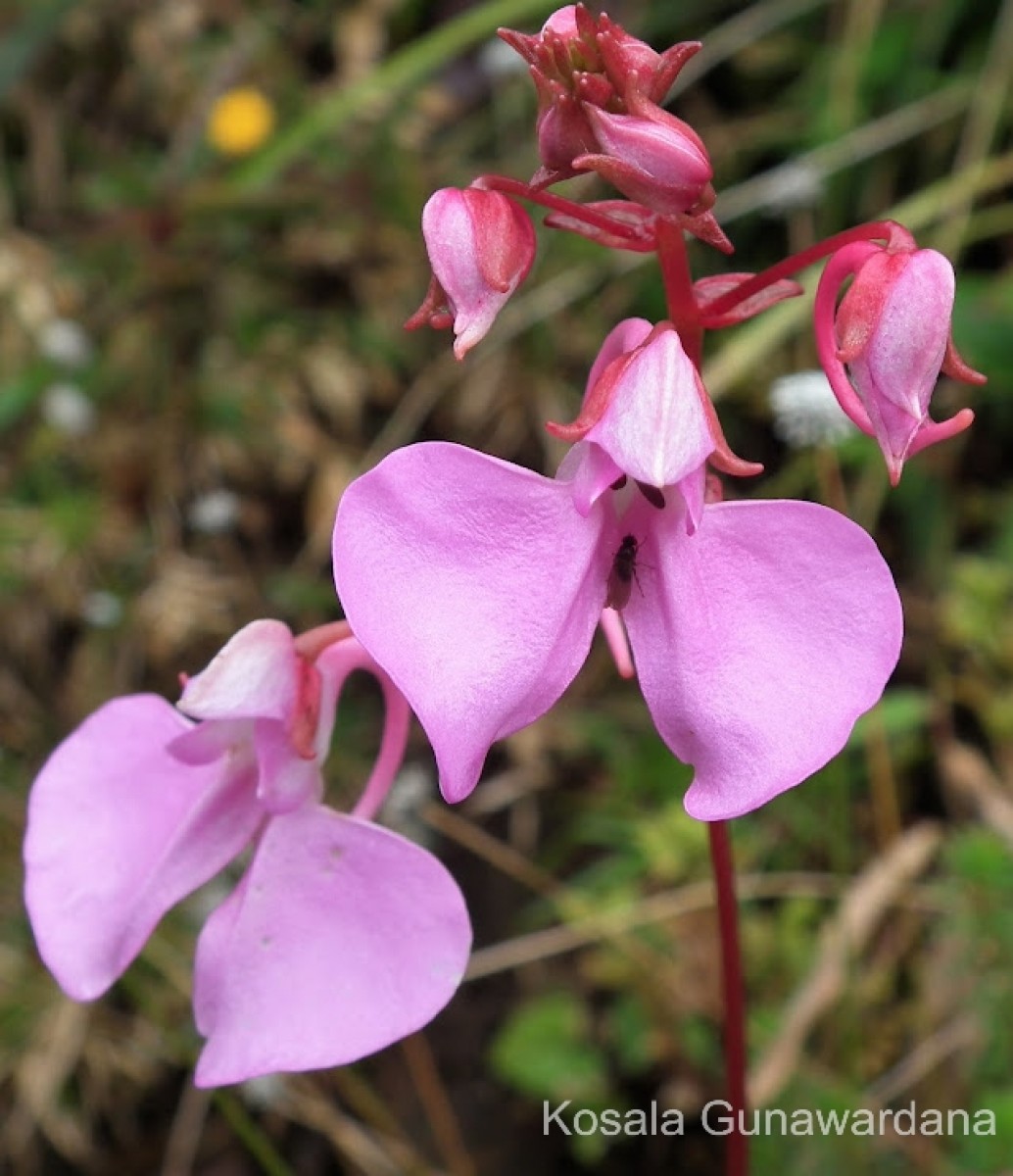 Impatiens elongata Arn.