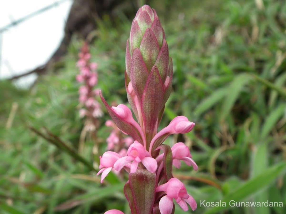 Satyrium nepalense D.Don