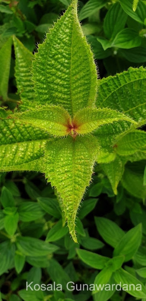 Miconia crenata (Vahl) Michelang.