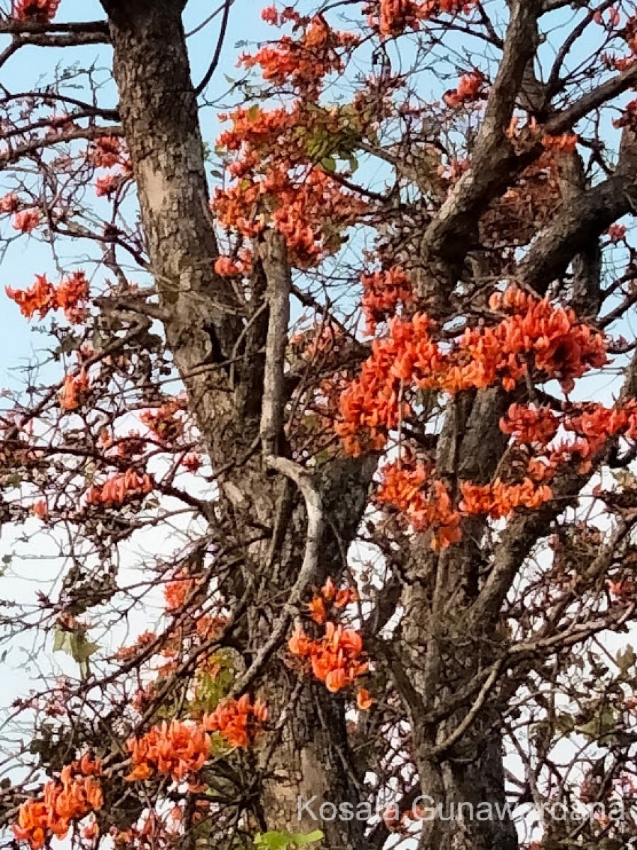 Butea monosperma (Lam.) Kuntze