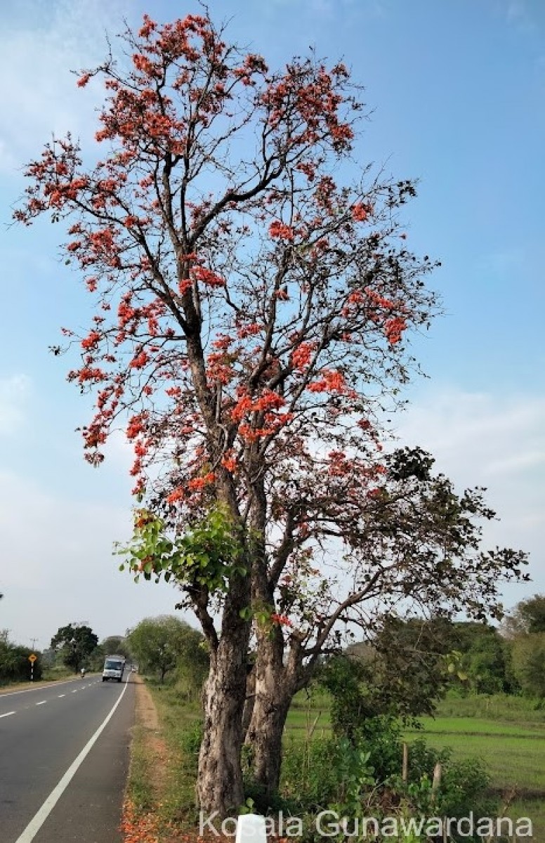 Butea monosperma (Lam.) Kuntze