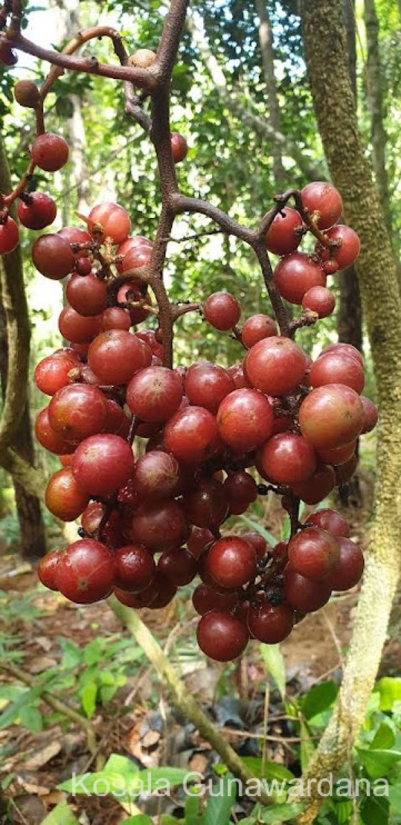 Ampelocissus indica (L.) Planch.