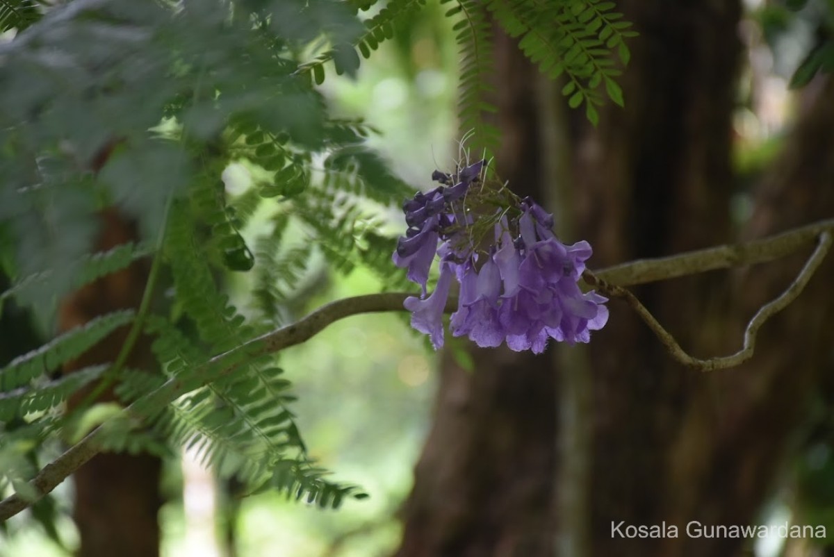 Jacaranda mimosifolia D.Don