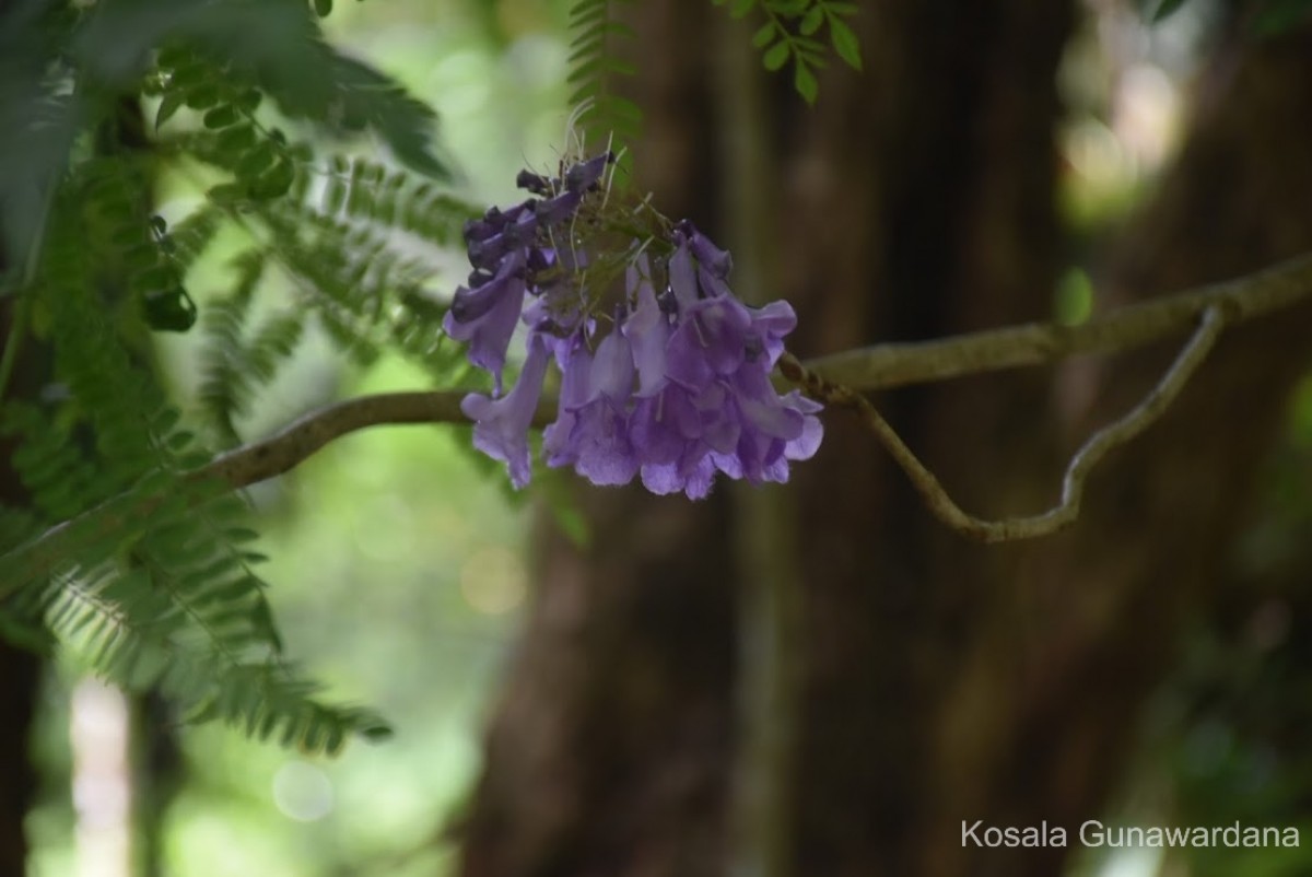 Jacaranda mimosifolia D.Don