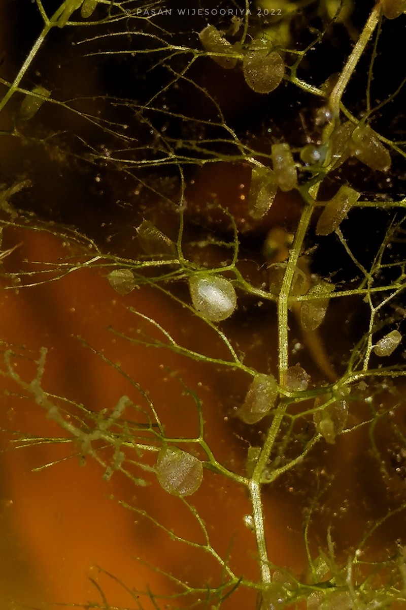 Utricularia aurea Lour.