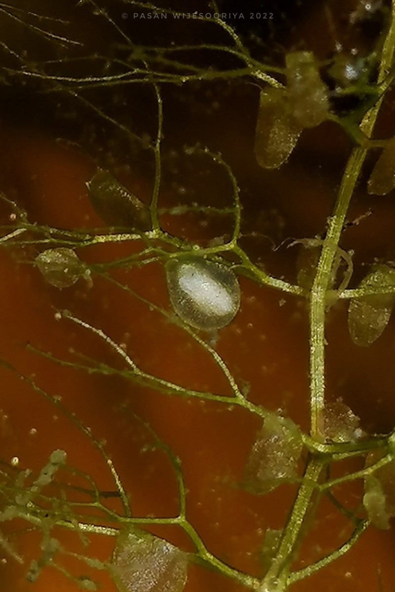 Utricularia aurea Lour.