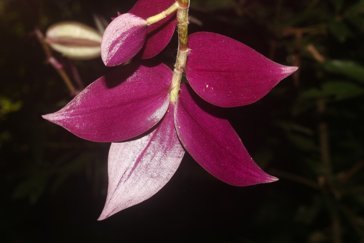 Tradescantia zebrina Bosse