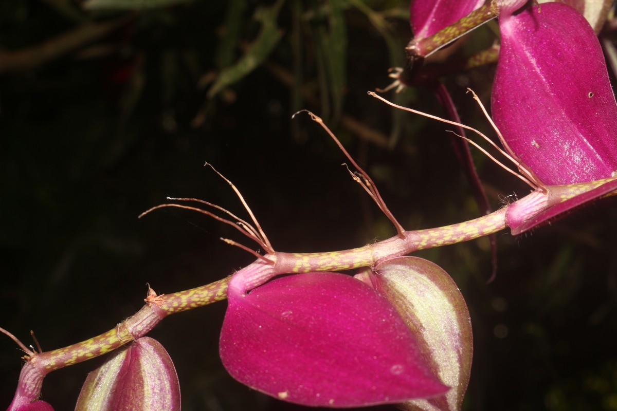 Tradescantia zebrina Bosse