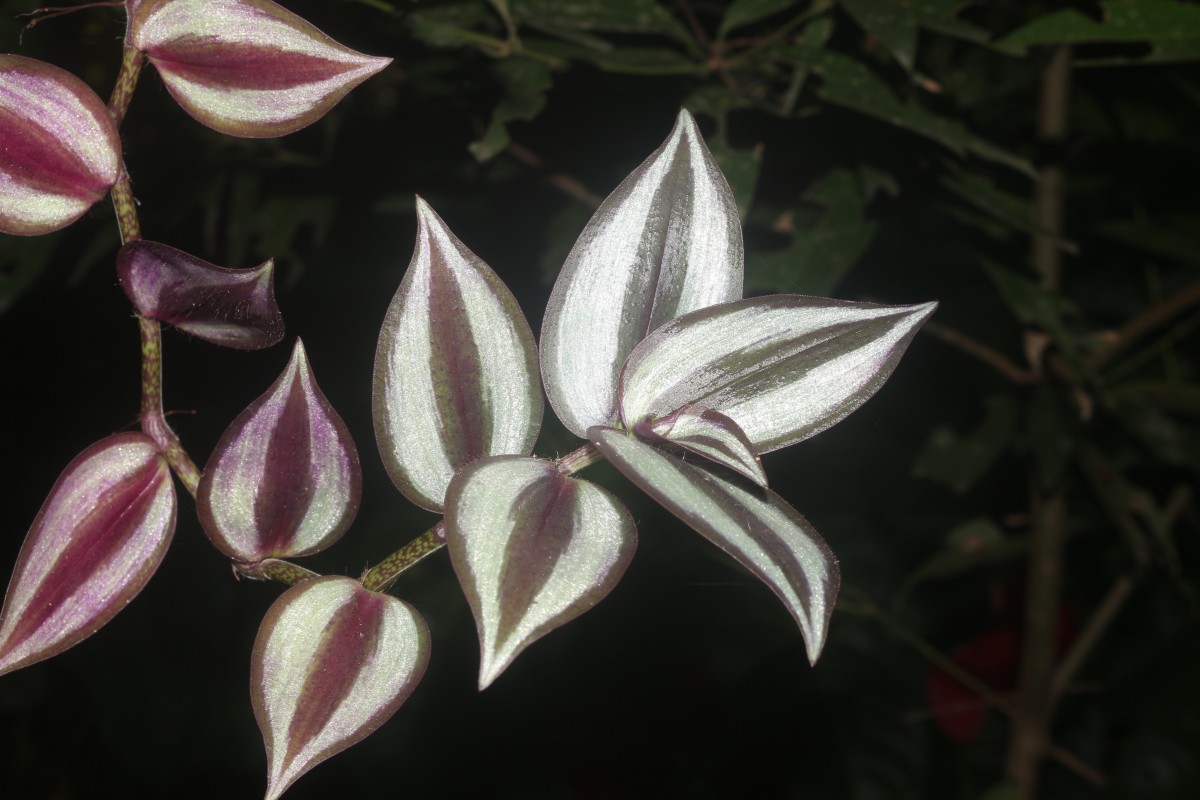 Tradescantia zebrina Bosse