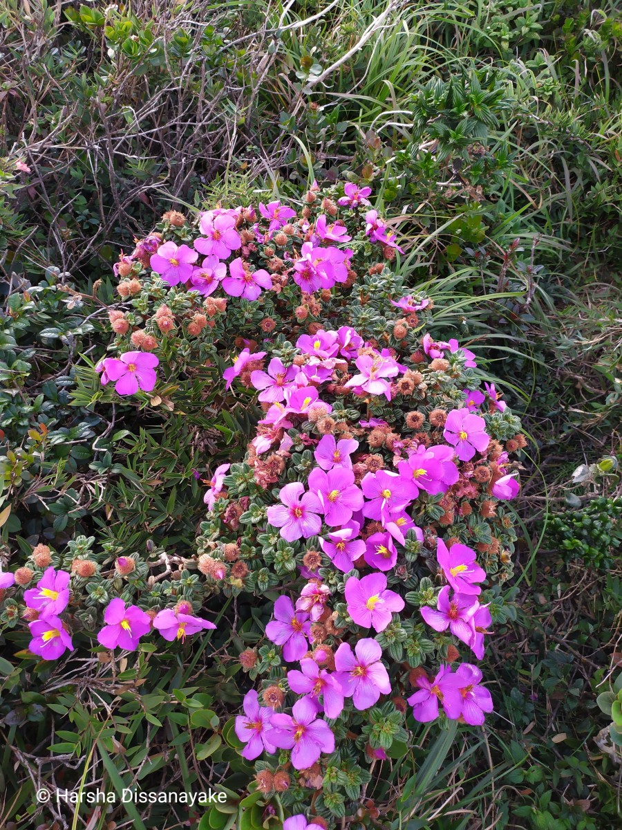 Osbeckia buxifolia Arn.