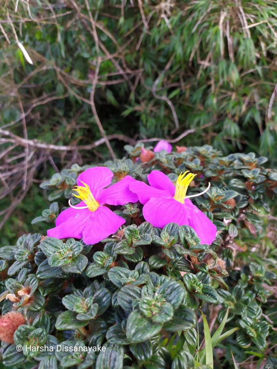 Osbeckia buxifolia Arn.
