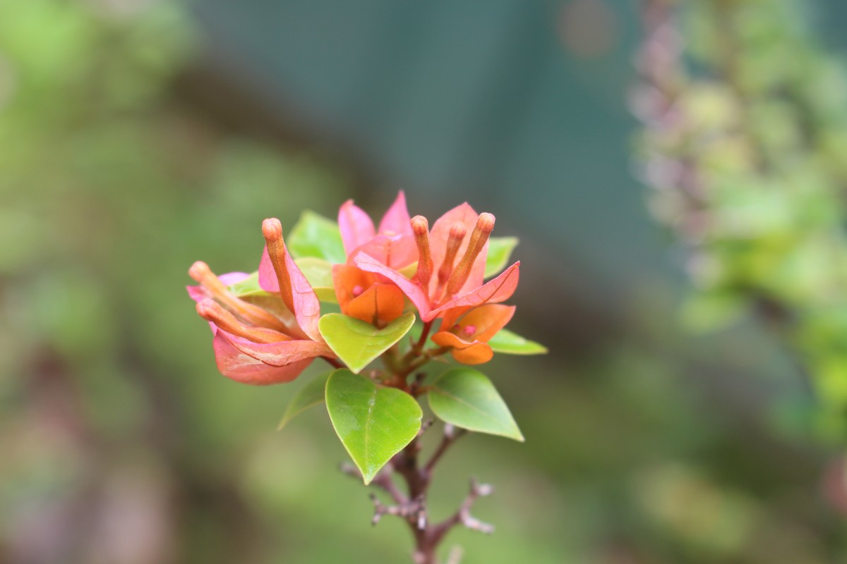 Bougainvillea spectabilis Willd.