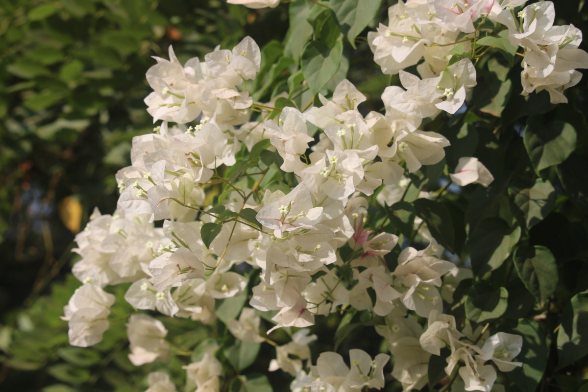 Bougainvillea spectabilis Willd.