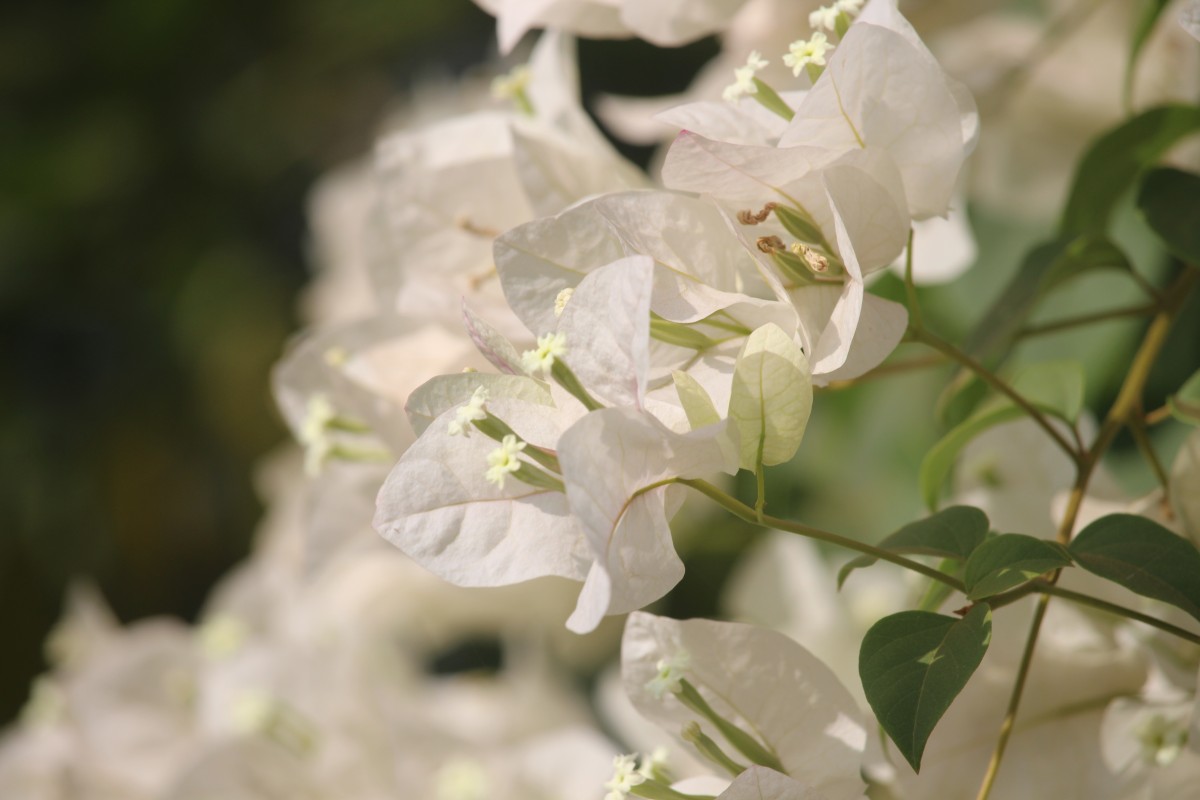 Bougainvillea spectabilis Willd.