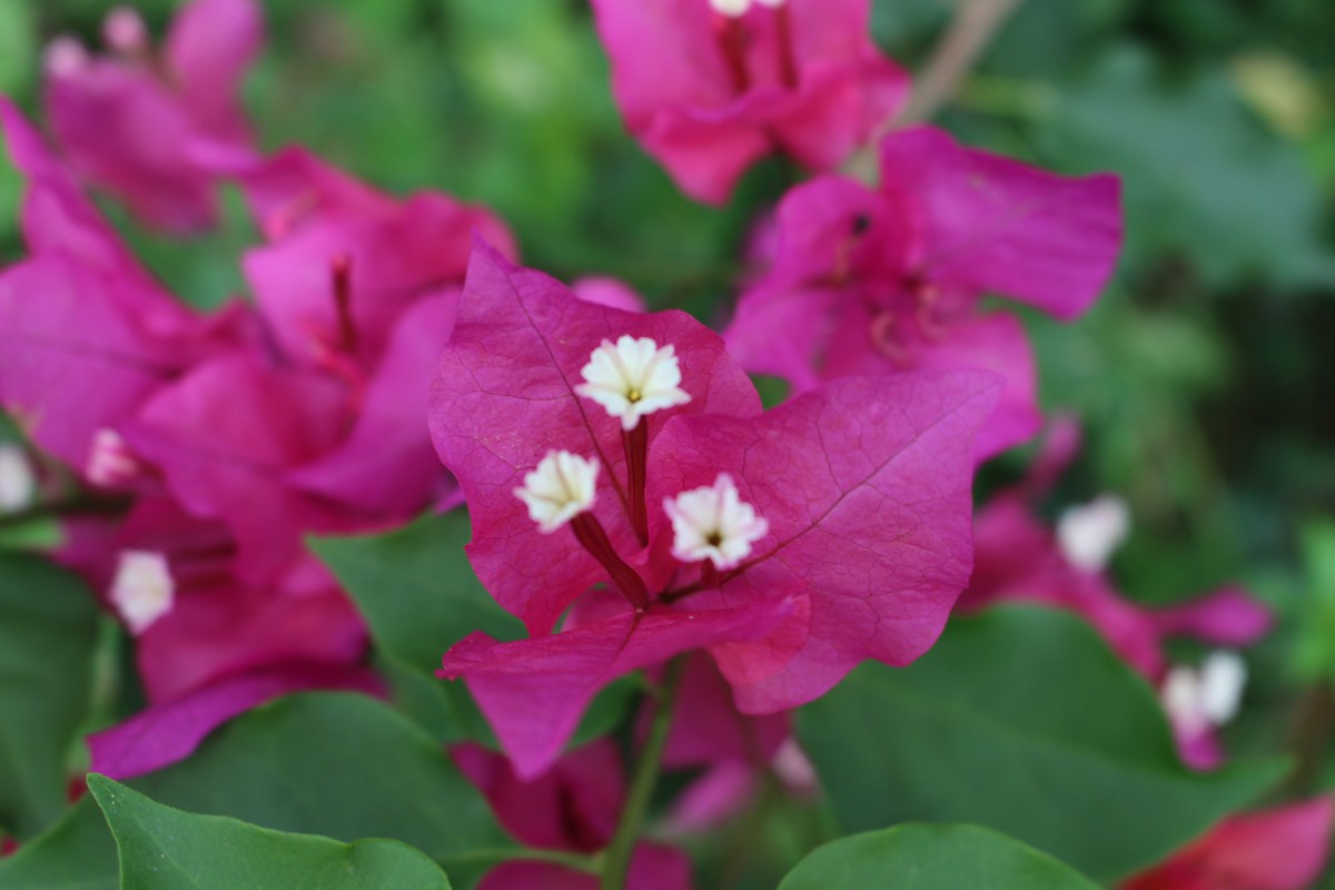 Bougainvillea spectabilis Willd.