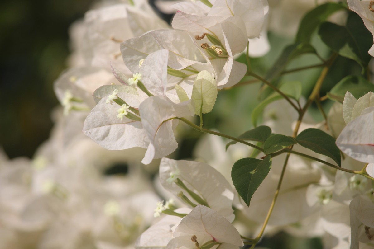 Bougainvillea spectabilis Willd.