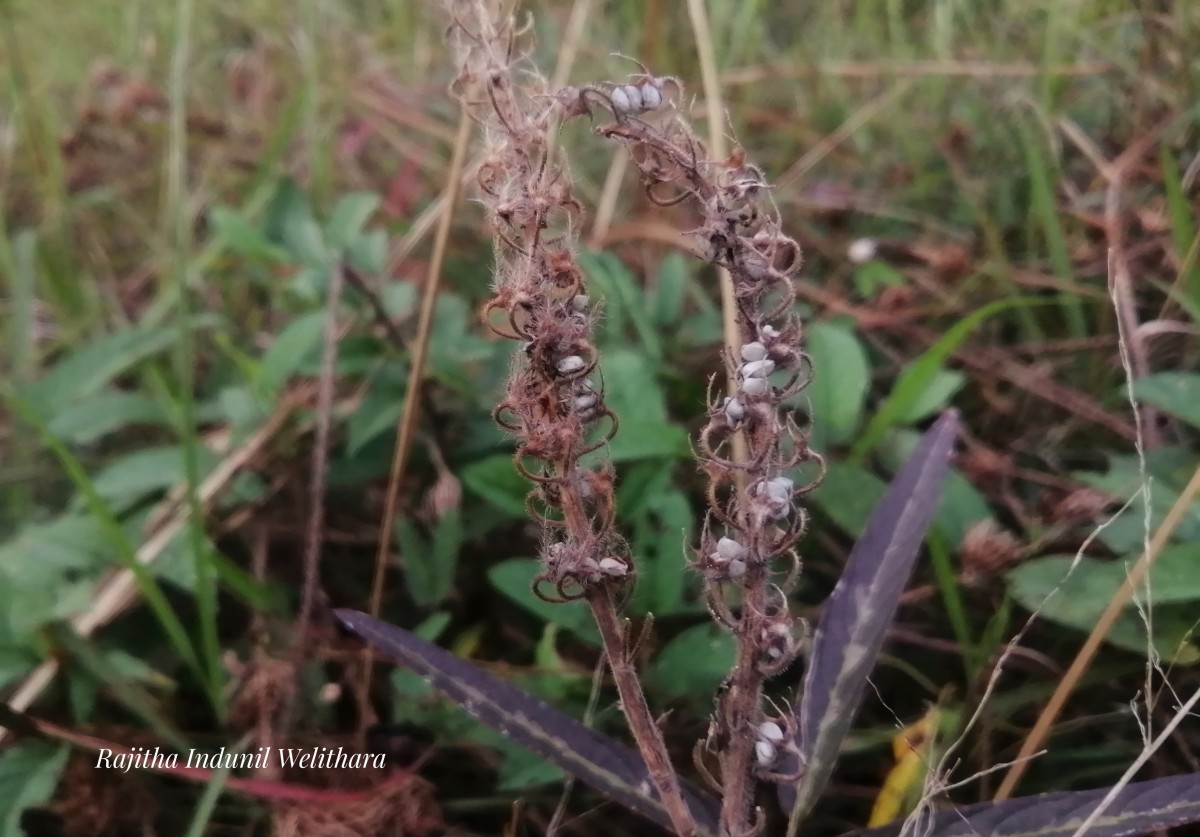 Uraria picta (Jacq.) Desv. ex DC.