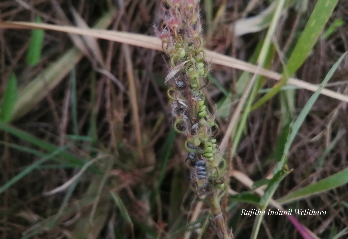 Uraria picta (Jacq.) Desv. ex DC.