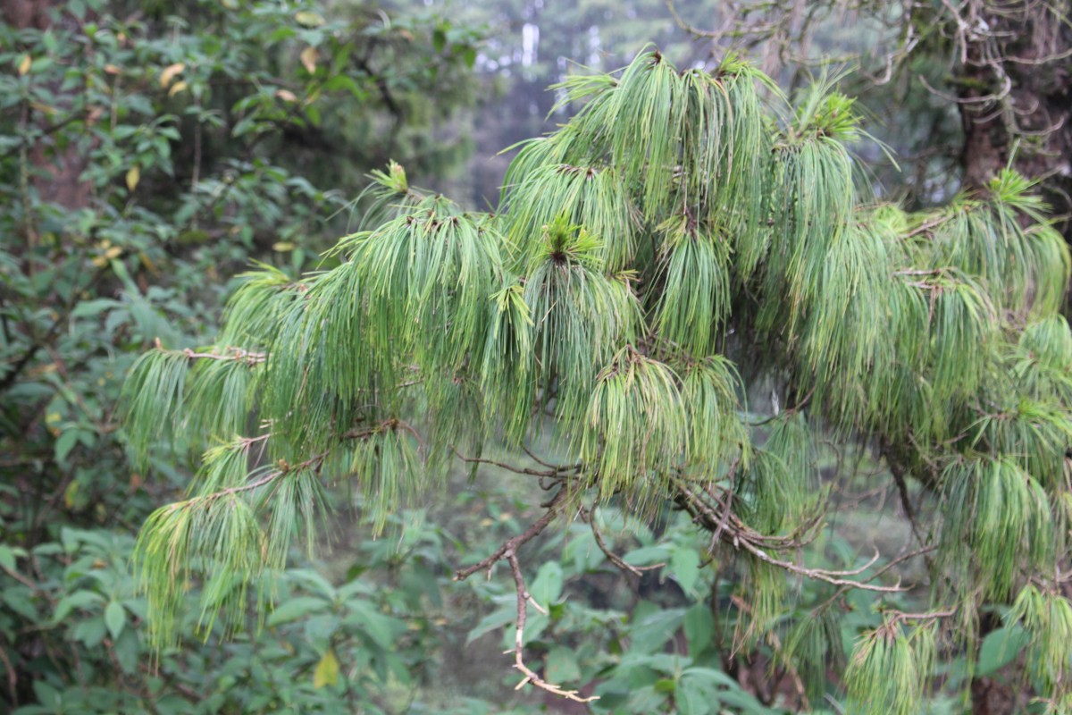 Pinus patula Schiede ex Schltdl. & Cham.