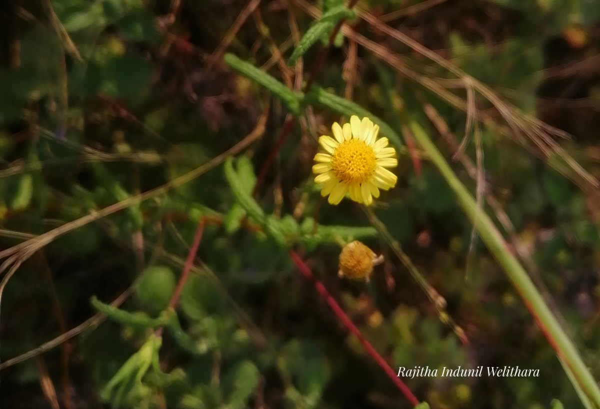 Vicoa indica (L.) DC.