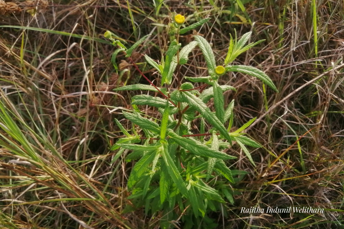 Vicoa indica (L.) DC.