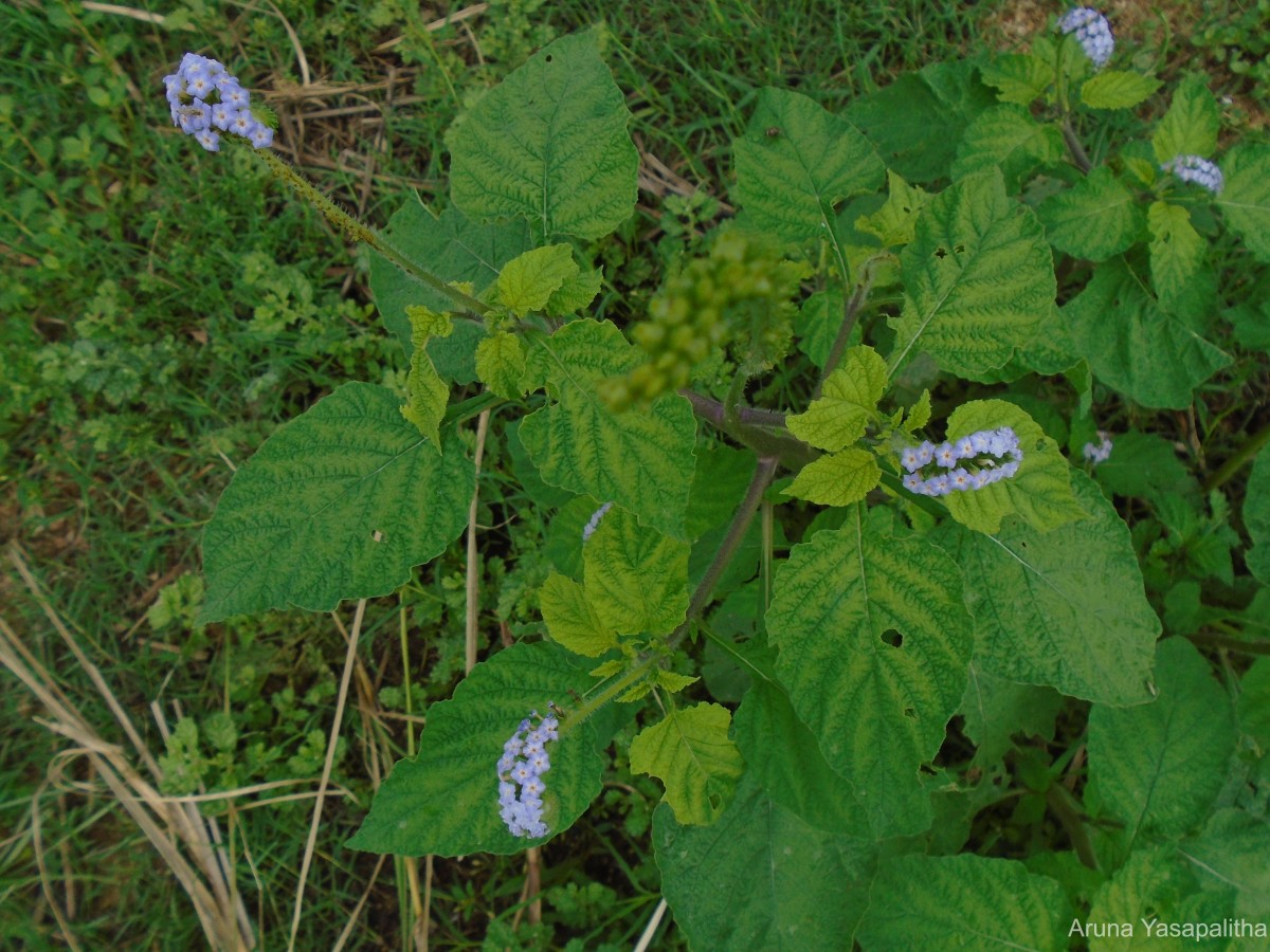 Heliotropium indicum L.