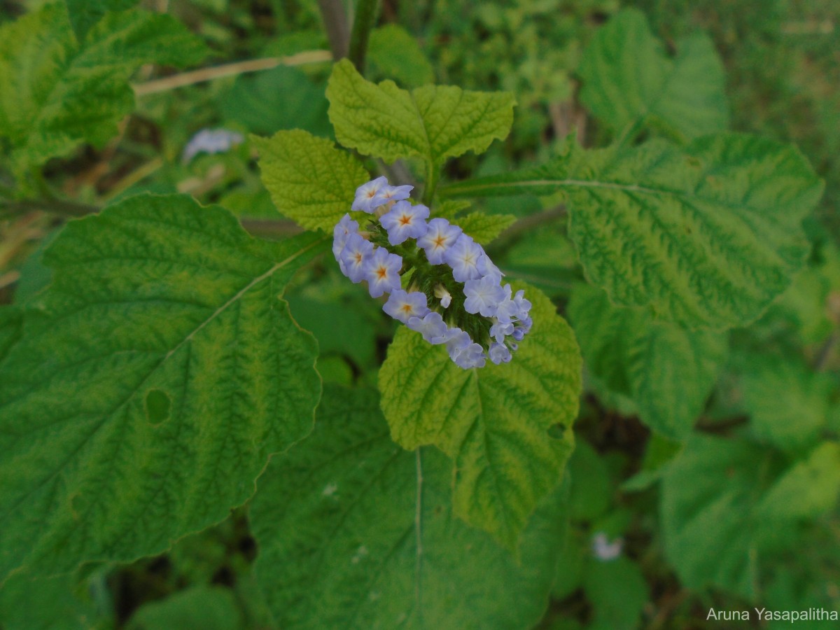 Heliotropium indicum L.