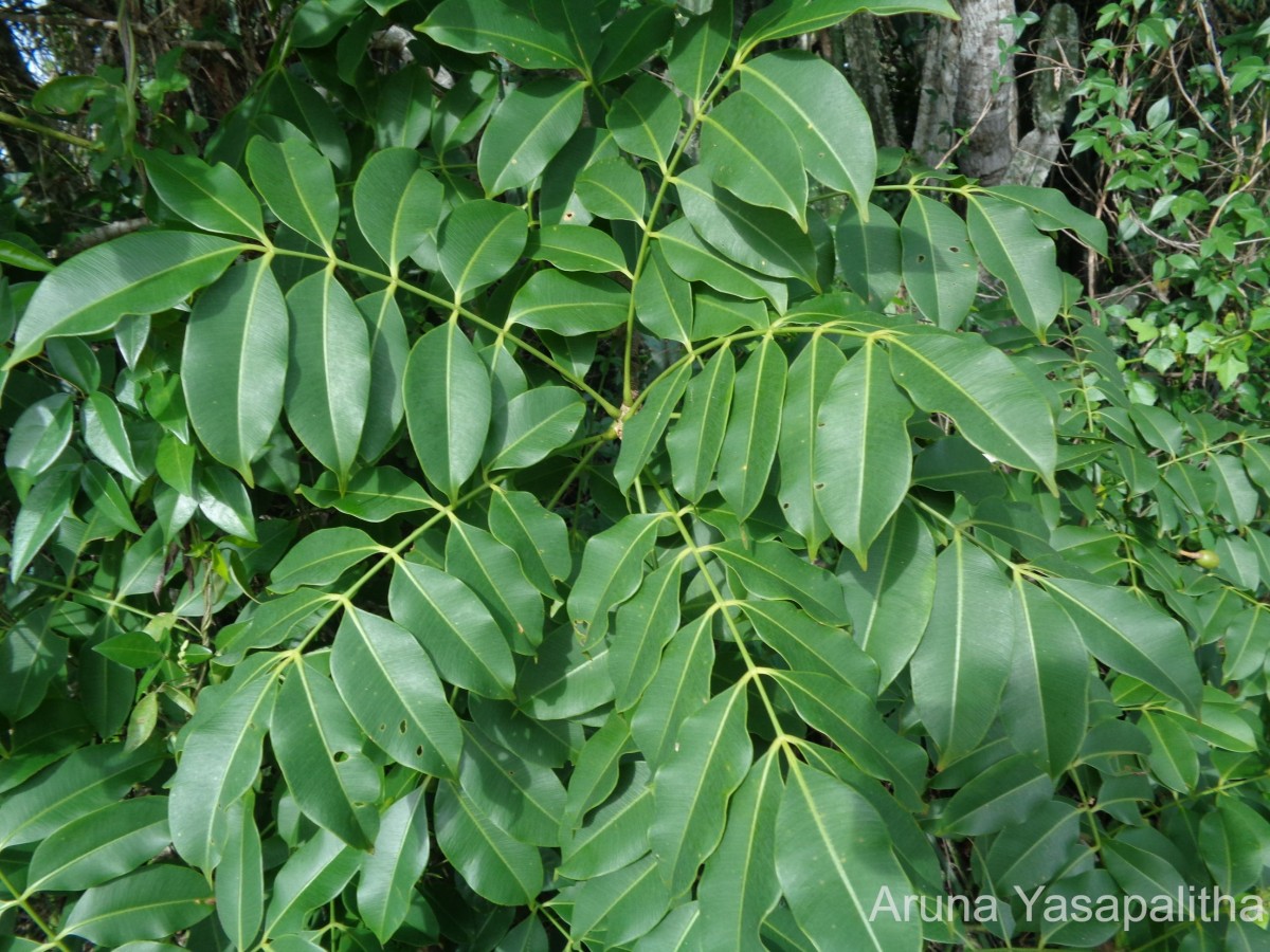 Spondias pinnata (L.f.) Kurz