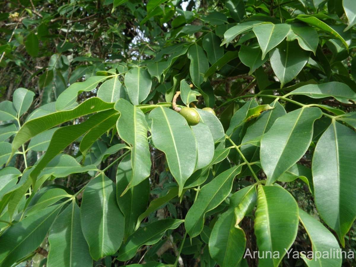 Spondias pinnata (L.f.) Kurz